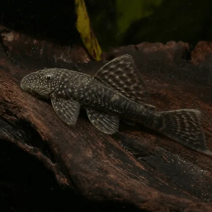 ancistrus
