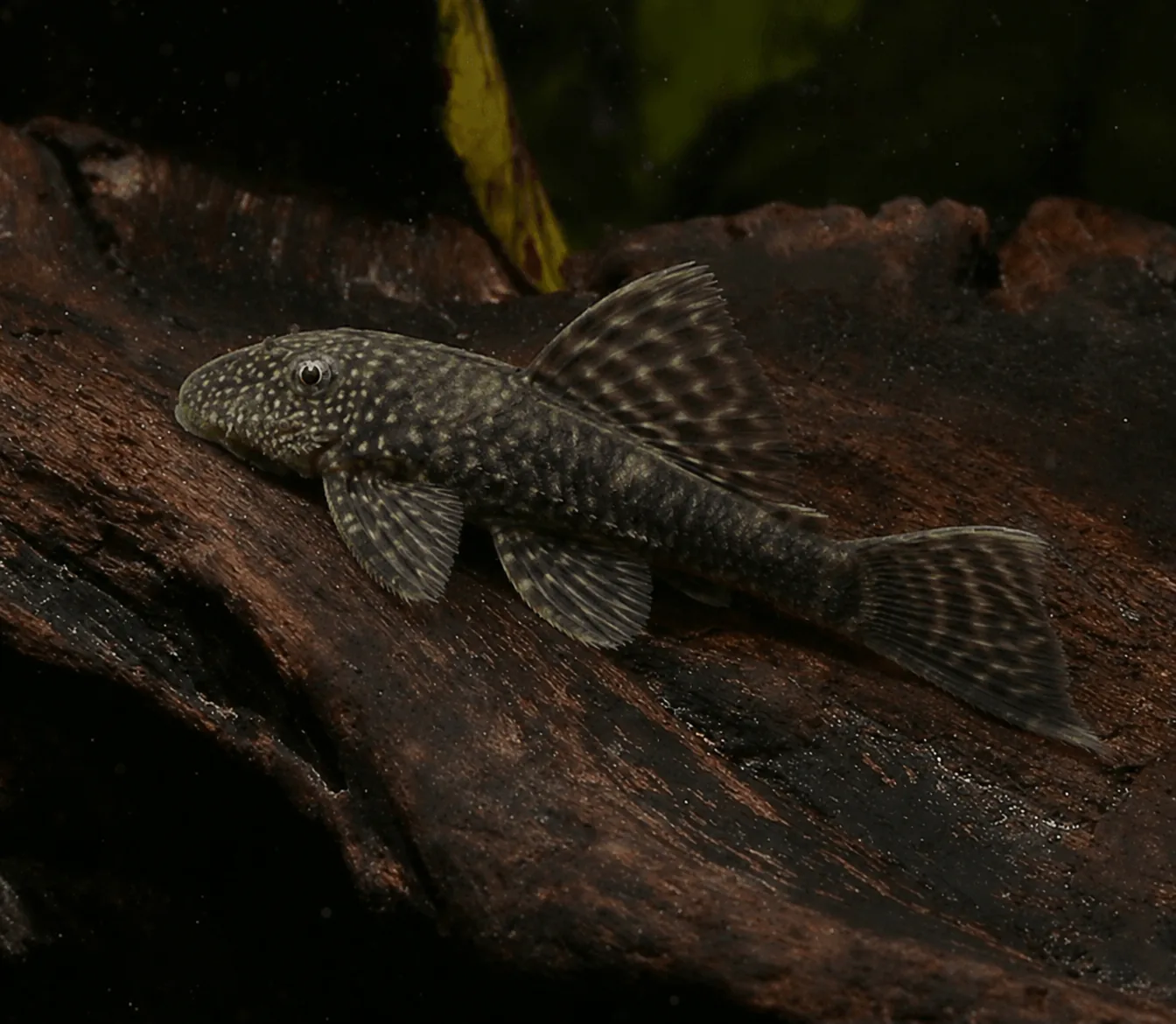 ancistrus_comun ancistrus