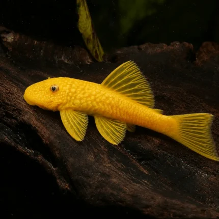 ancistrus L144 Yellow