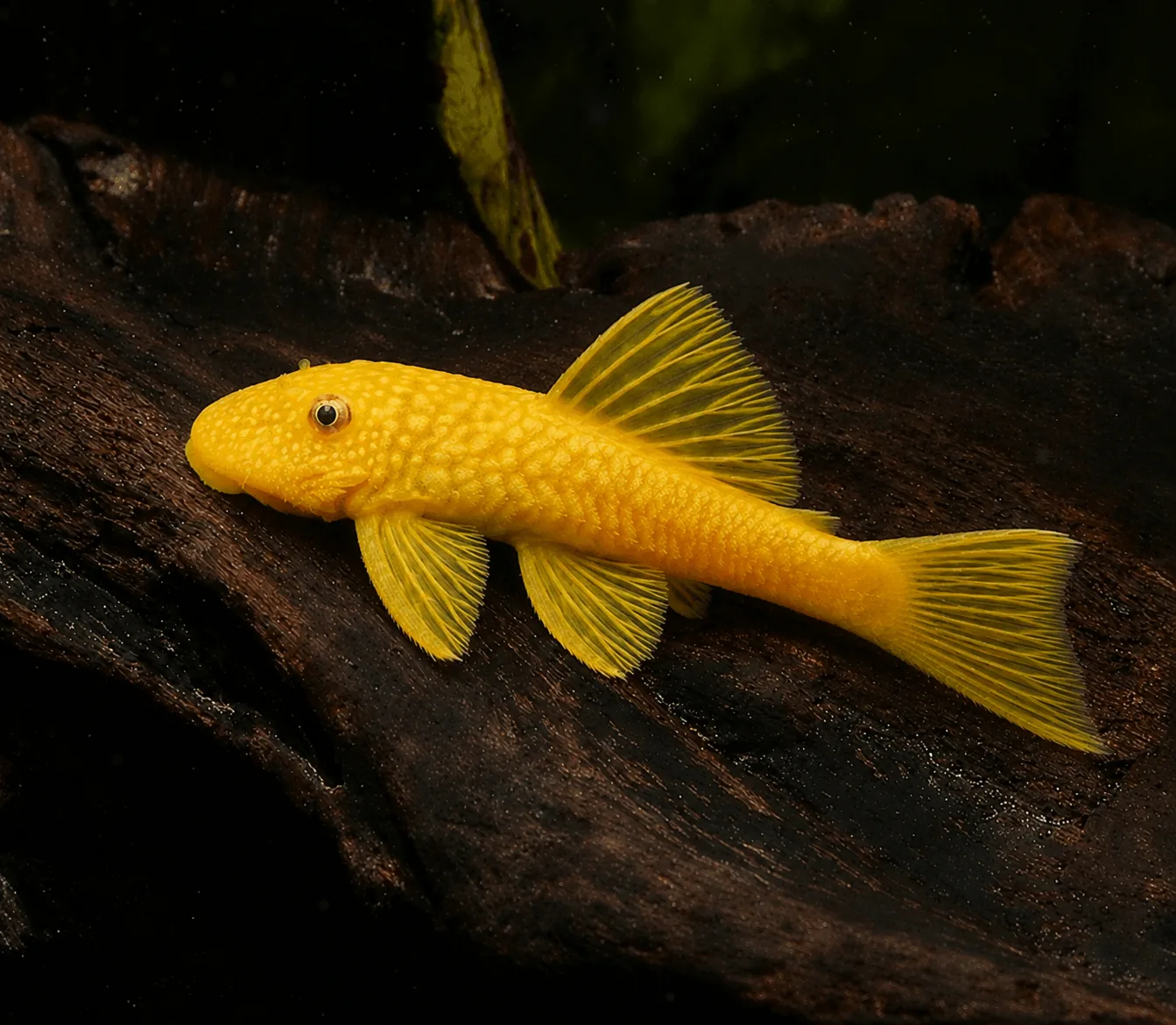 ancistrus_l144_yellow ancistrus L144 Yellow
