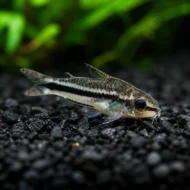 corydora pigmea